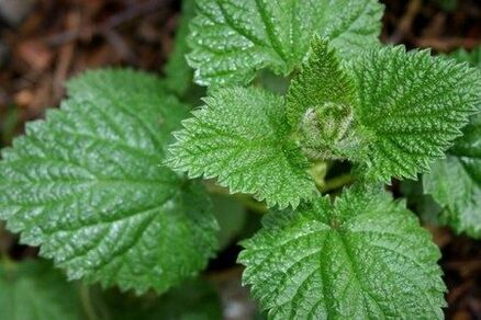Nettle helps improve potential and strengthen libido