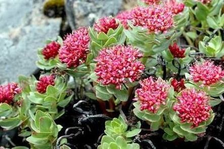 Pink rhodiola to provide tincture potential